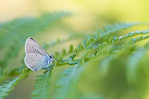 Bilder vom 18. Juli 2018: Großaufnahme eines Schmetterlings.