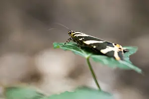 German Wildlife Fauna Images Drucke: Macro image of a butterfly