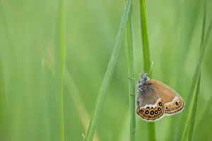 Juni Drucke: Großaufnahme eines Schmetterlings.