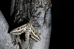 Wildlife Macro Photography Drucke: Macro image of a butterfly