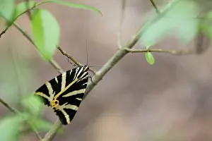 Jersey Tiger Moth Drucke: Macro image of a butterfly