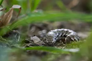 Bilder Datiert 28. Juni 2019: Großaufnahme eines Schmetterlings.