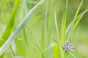 Bilder Datiert 15. Juni 2019: Großaufnahme einer Schmetterling.