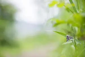 Bilder Datiert 15. Juni 2019: Großaufnahme eines Schmetterlings.
