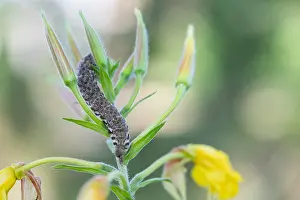 Bilder Datiert 28. Juni 2019: Großaufnahme eines Schmetterlings.