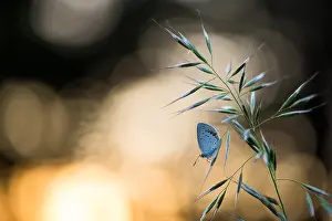 Asian Wildlife Images Drucke: Macro image of a butterfly