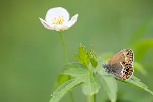 Juni Drucke: Großaufnahme einer Schmetterlings.