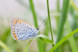 Juni Drucke: Großaufnahme einer Schmetterling
