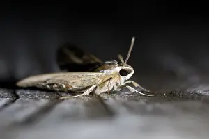 European Moth Species Drucke: Macro image of a butterfly
