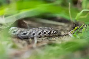 Bilder Datiert 28. Juni 2019: Großaufnahme eines Schmetterlings