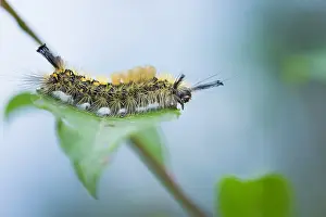 Asian Wildlife Images Drucke: Macro image of a butterfly