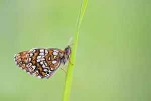 Asian Wildlife Drucke: Macro image of a butterfly