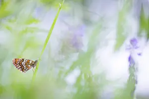 Asian Wildlife Images Drucke: Macro image of a butterfly
