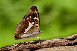 Macro Insect Images Drucke: Macro image of a butterfly