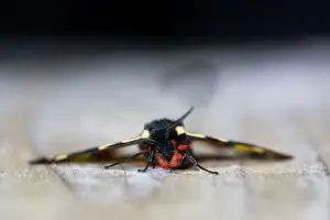 Macro image of a butterfly
