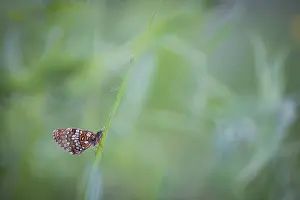 Asian Wildlife Images Drucke: Macro image of a butterfly
