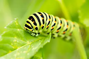 Wildlife Macro Photography Drucke: Macro image of a butterfly