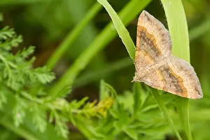 Butterfly Species Drucke: Macro image of a butterfly