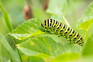 Butterfly Species Drucke: Macro image of a butterfly