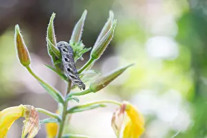Bilder Datiert 28. Juni 2019: Großaufnahme eines Schmetterlings.