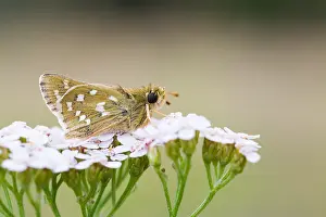 Großaufnahme einer Schmetterling.