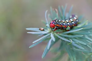 Insect Macro Photography Drucke: Macro image of a butterfly