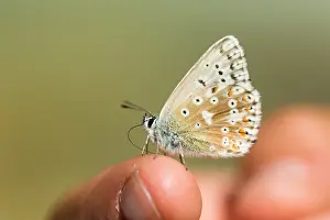 Bilder Datiert 17. August 2019: Grossaufnahme eines Schmetterlings