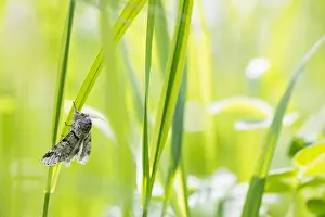 Bilder Datiert 15. Juni 2019: Großaufnahme eines Schmetterlings.
