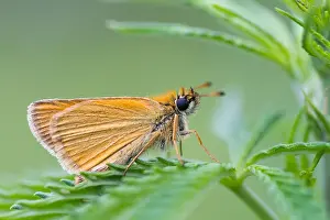 Outdoor Wildlife Photography Tips Drucke: Macro image of a butterfly