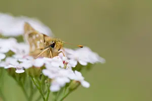 Großaufnahme eines Schmetterlings.