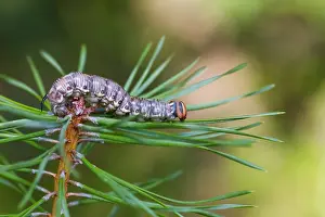 August Drucke: Großaufnahme eines Schmetterlings.