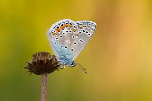 Common Blue Butterfly Germany Drucke: Macro image of a butterfly