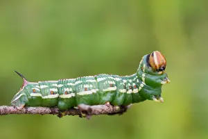 Bilder Datiert 8. September 2014: Großaufnahme eines Schmetterlings.