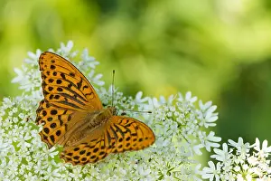 Butterfly Species Drucke: Macro image of a butterfly