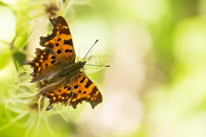 Bilder Datiert 17. August 2019: Makrobild eines Schmetterlings.