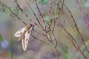 Outdoor Wildlife Photography Tips Drucke: Macro image of a butterfly