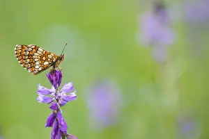 Asian Wildlife Images Drucke: Macro image of a butterfly