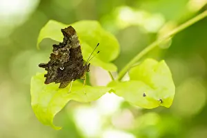 Bilder Datiert 17. August 2019: Großaufnahme eines Schmetterlings.