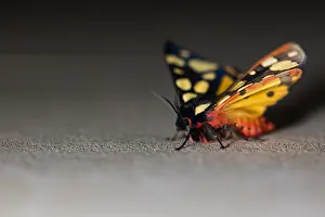 Outdoor Nature Photography Tips Drucke: Macro image of a butterfly