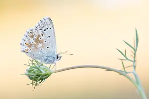 Outdoor Insect Photography Drucke: Macro image of a butterfly