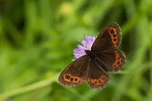 Butterfly Species Drucke: Macro image of a butterfly