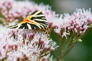 German Wildlife Fauna Images Drucke: Macro image of a butterfly
