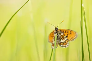 Gerahmter Druck : Großaufnahme eines Schmetterlings. Gerahmter Druck : Großaufnahme eines Schmetterlings.