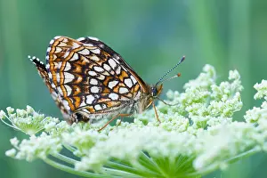 Butterfly Species Drucke: Macro image of a butterfly