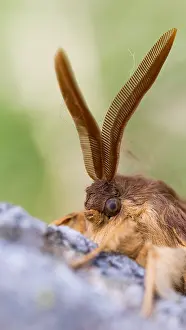 Großaufnahme eines Schmetterlings.
