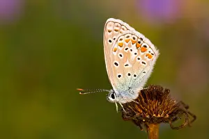 Macro Insect Images Drucke: Macro image of a butterfly