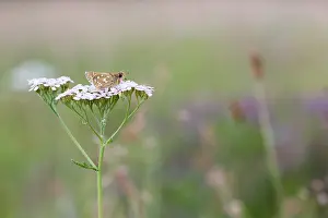European Fauna And Flora Drucke: Macro image of a butterfly