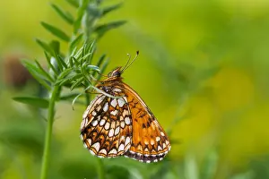 Wildlife Fauna Drucke: Macro image of a butterfly