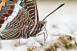 Wildlife Insect Photography Europe Drucke: Macro image of a butterfly
