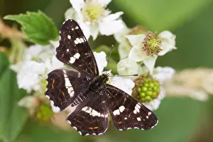 Germany Wildlife Fauna Drucke: Macro image of a butterfly